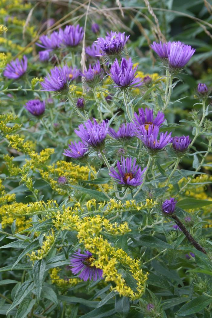 New England aster - Symphyotrichum novae-angliae from Native Plant Trust