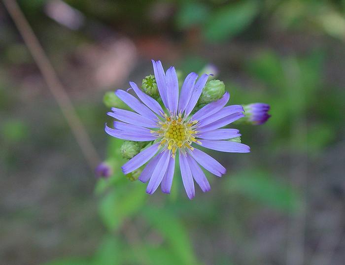 smooth aster - Symphyotrichum laeve from Native Plant Trust