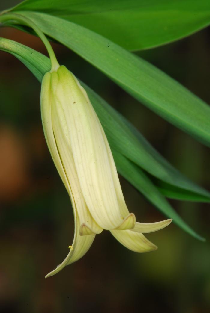 sessile leaved bellwort - Uvularia sessilifolia from Native Plant Trust