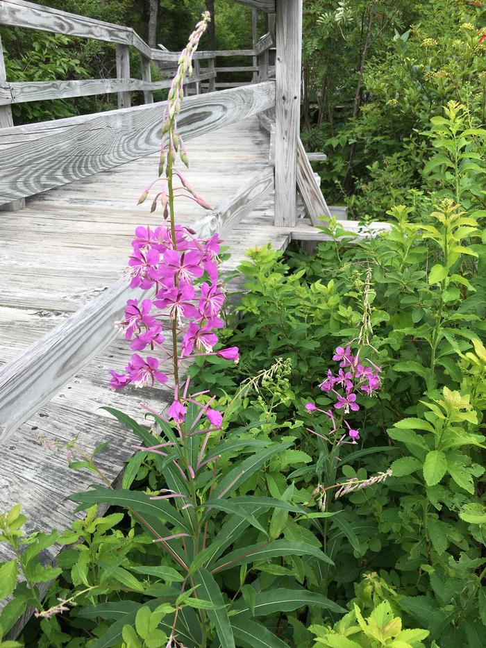 fireweed - Chamerion angustifolium from Native Plant Trust
