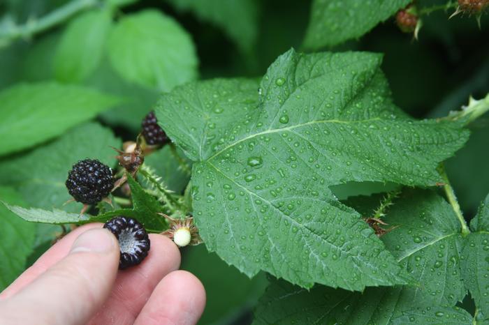 black raspberry - Rubus occidentalis from Native Plant Trust