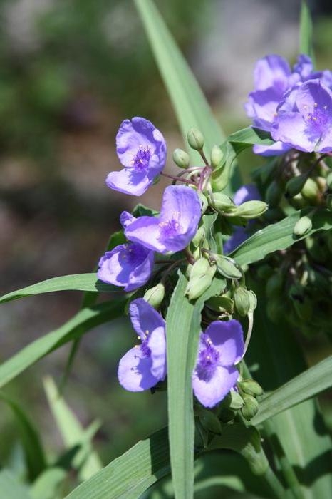 Ohio spiderwort - Tradescantia ohiensis from Native Plant Trust Ohio spiderwort - Tradescantia ohiensis from Native Plant Trust