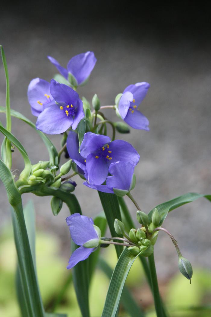 Ohio spiderwort - Tradescantia ohiensis from Native Plant Trust Ohio spiderwort - Tradescantia ohiensis from Native Plant Trust