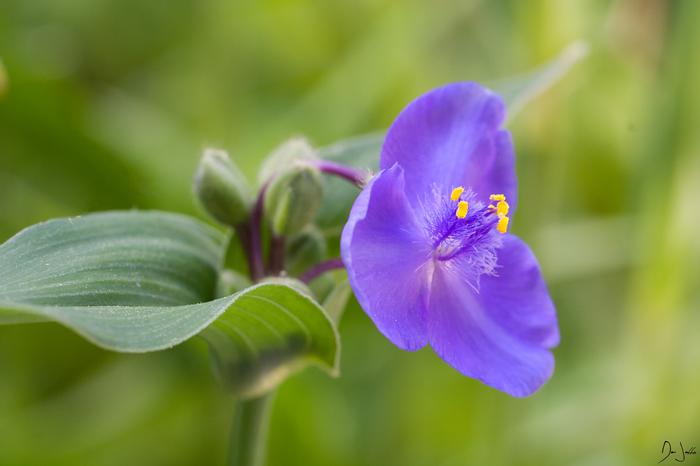 Ohio spiderwort - Tradescantia ohiensis from Native Plant Trust Ohio spiderwort - Tradescantia ohiensis from Native Plant Trust
