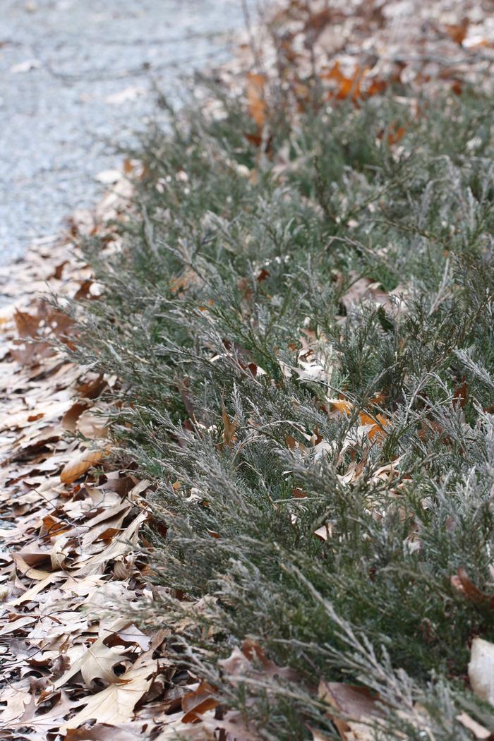 creeping juniper - Juniperus horizontalis from Native Plant Trust