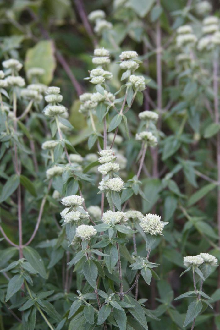 whorled mountain mint - Pycnanthemum verticillatum from Native Plant Trust