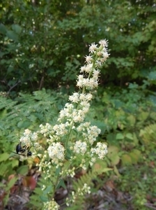 white goldenrod - Solidago bicolor from Native Plant Trust