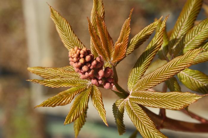 red buckeye - Aesculus pavia from Native Plant Trust