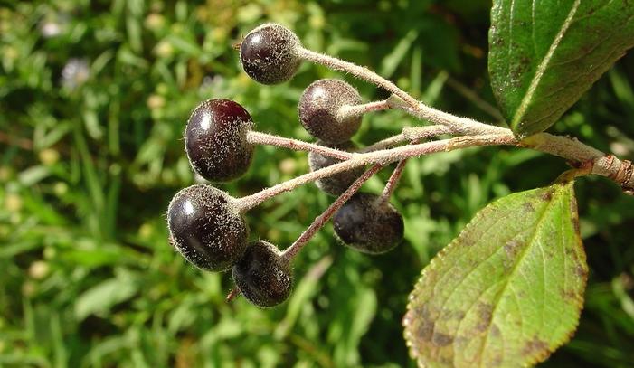 purple chokeberry - Aronia floribunda from Native Plant Trust