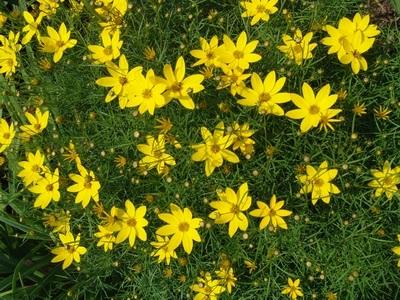threadleaf coreopsis - Coreopsis verticillata 'Zagreb' from Native Plant Trust threadleaf coreopsis - Coreopsis verticillata 'Zagreb' from Native Plant Trust