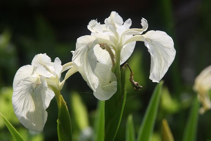 white crested iris - Iris cristata var. alba from Native Plant Trust