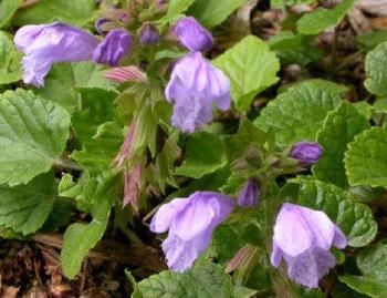 Meehan's mint - Meehania cordata from Native Plant Trust Meehan's mint - Meehania cordata from Native Plant Trust