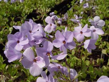 Blue Ridge creeping phlox - Phlox stolonifera 'Blue Ridge' from Native Plant Trust Blue Ridge creeping phlox - Phlox stolonifera 'Blue Ridge' from Native Plant Trust