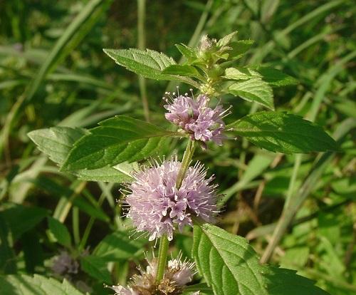 American wild mint - Mentha canadensis from Native Plant Trust