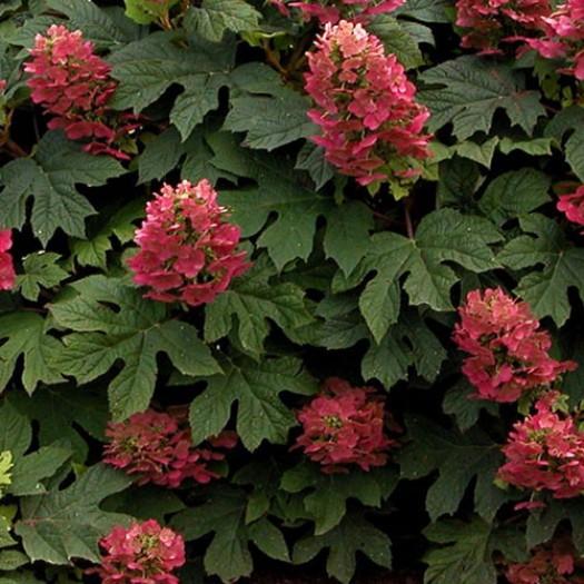 pink-flowered oak-leaf hydrangea - Hydrangea quercifolia 'Ruby Slippers' from Native Plant Trust pink-flowered oak-leaf hydrangea - Hydrangea quercifolia 'Ruby Slippers' from Native Plant Trust