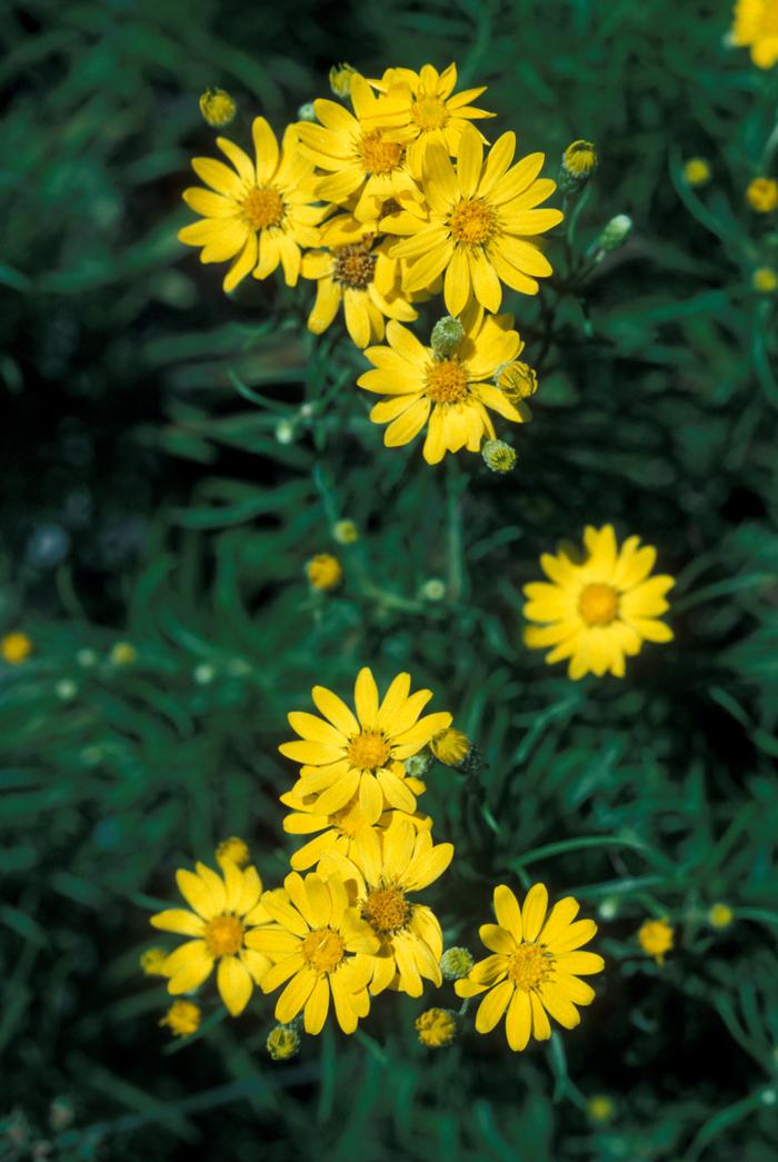 Photo by John Lynch (c) Native Plant Trust Photo by John Lynch (c) Native Plant Trust