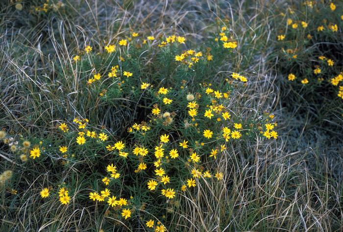 Photo by Jean Baxter (c) Native Plant Trust Photo by Jean Baxter (c) Native Plant Trust