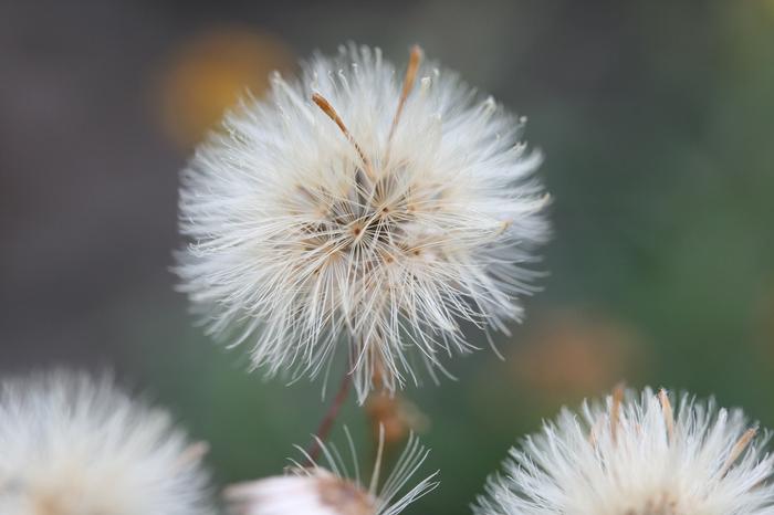 Uli Lorimer (c) Uli Lorimer Uli Lorimer (c) Uli Lorimer