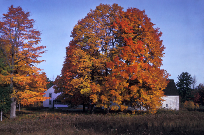 sugar maple - Acer saccharum from Native Plant Trust