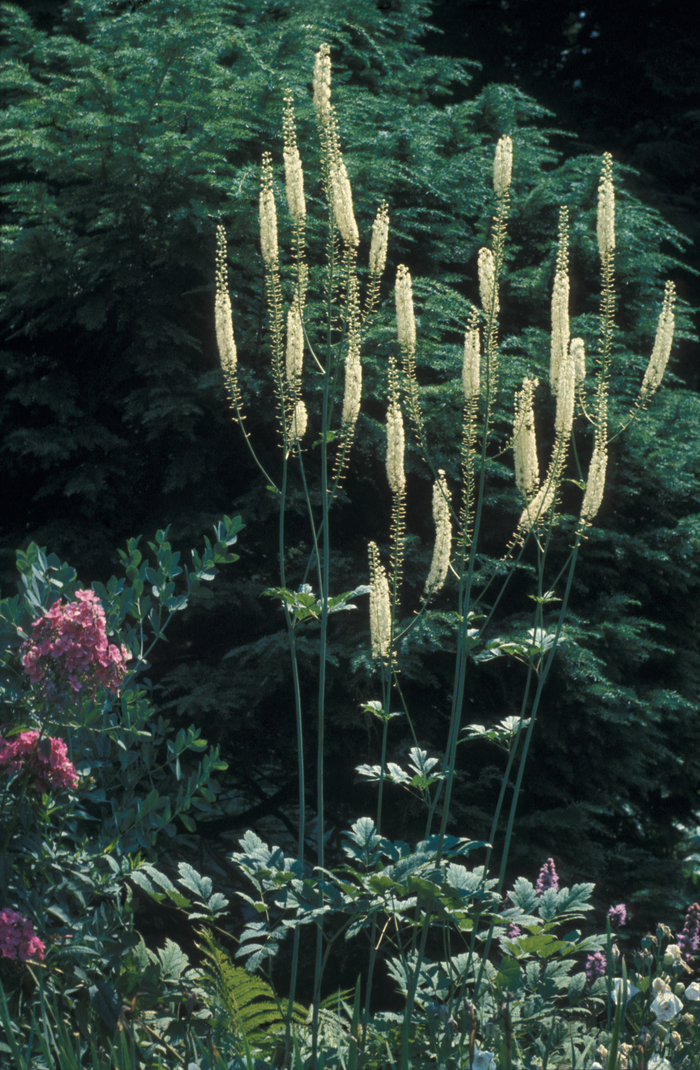 black cohosh - Actaea racemosa from Native Plant Trust