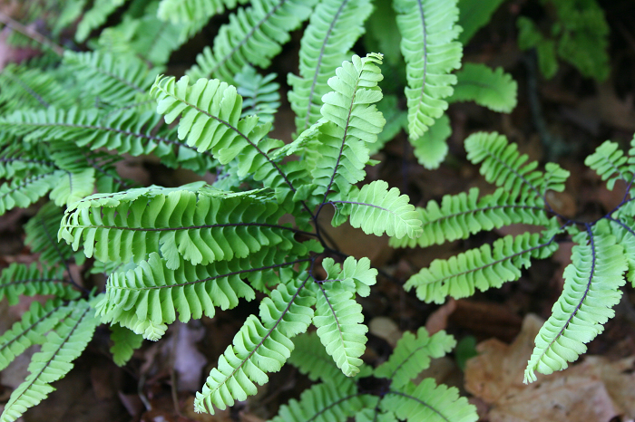 Adiantum pedatum - maidenhair fern from New England Wild Flower Society