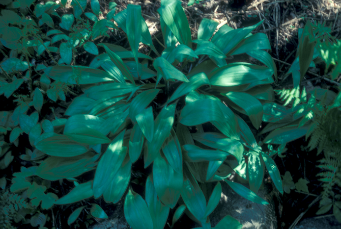 ramps - Allium tricoccum from Native Plant Trust
