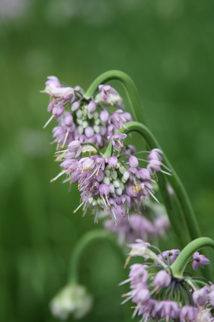 nodding onion - Allium cernuum from Native Plant Trust