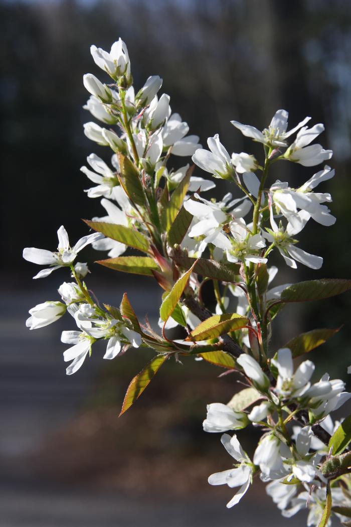 Canada serviceberry - Amelanchier canadensis from Native Plant Trust