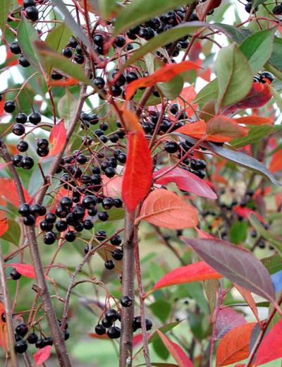 black chokeberry - Aronia melanocarpa from Native Plant Trust