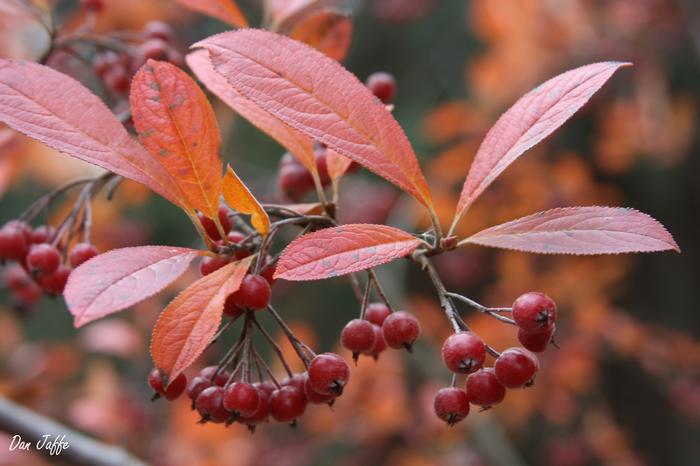 red chokeberry - Aronia arbutifolia from Native Plant Trust