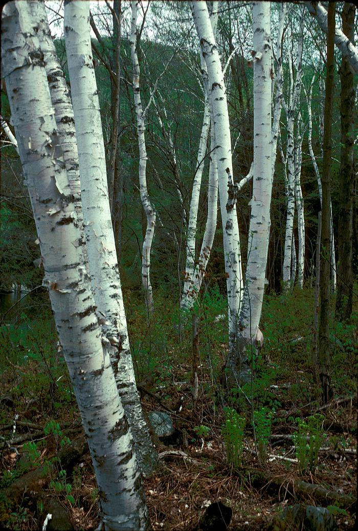 paper birch - Betula papyrifera from Native Plant Trust