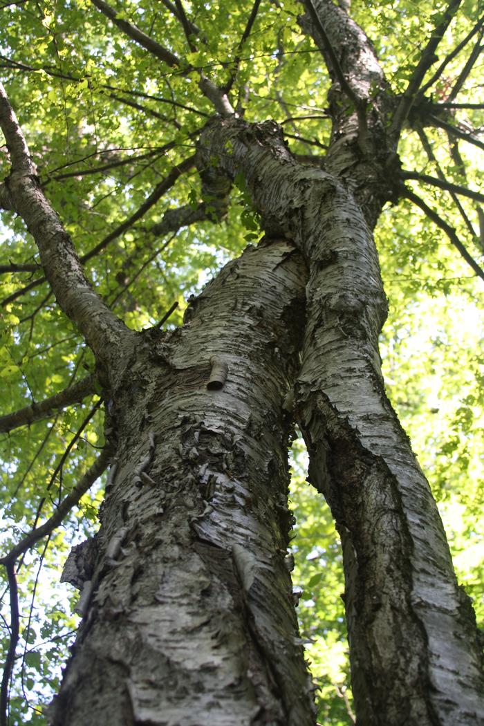 yellow birch - Betula alleghaniensis from Native Plant Trust