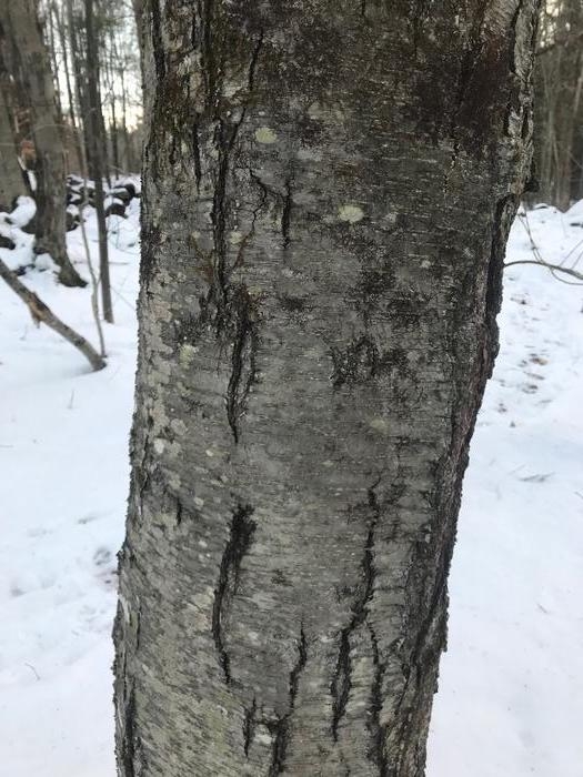 black birch - Betula lenta from Native Plant Trust