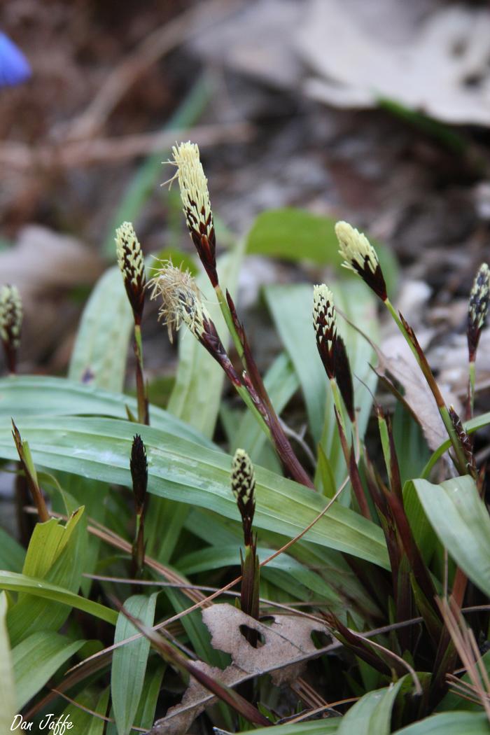 plantain-leaved sedge - Carex plantaginea from Native Plant Trust