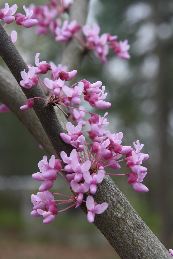 redbud - Cercis canadensis from Native Plant Trust