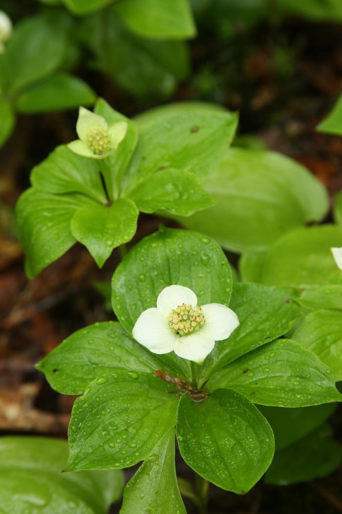 bunchberry - Chamaepericlymenum canadense from Native Plant Trust
