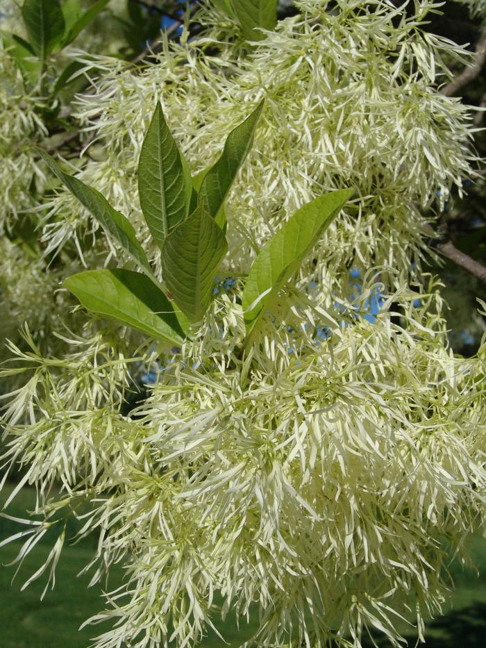 fringe tree - Chionanthus virginicus from Native Plant Trust