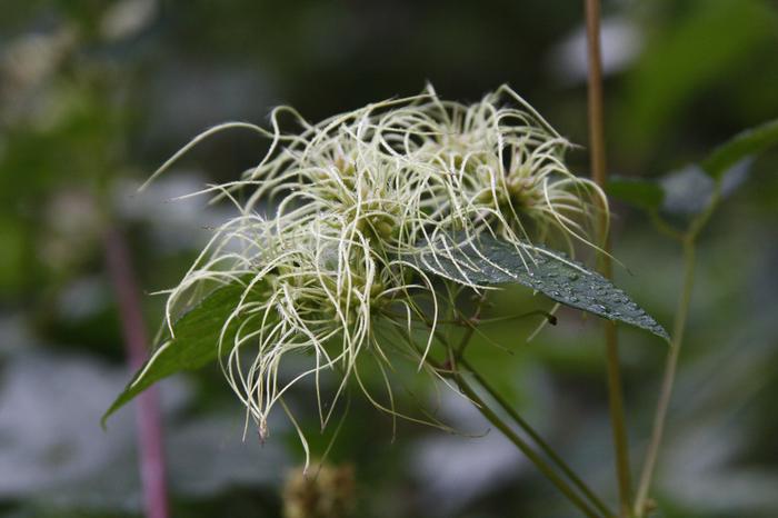 virgin's-bower - Clematis virginiana from Native Plant Trust