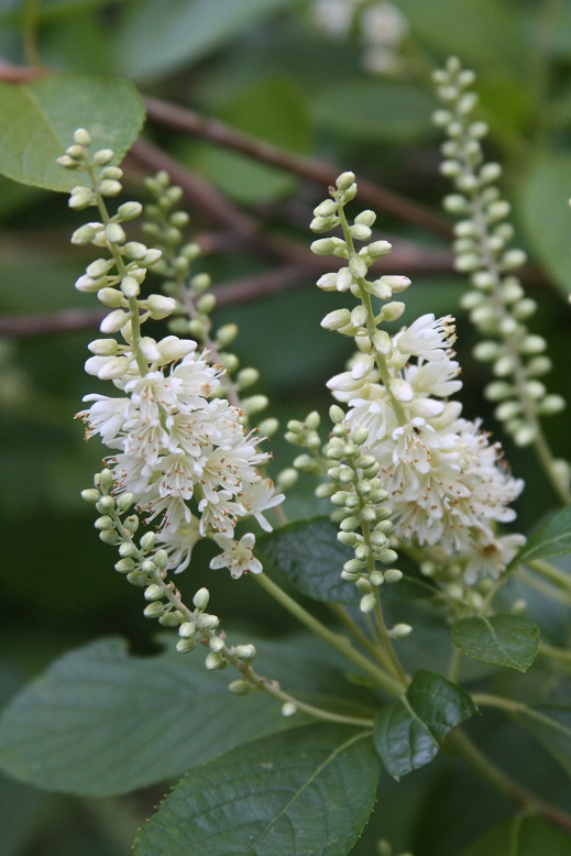 summersweet - Clethra alnifolia from Native Plant Trust