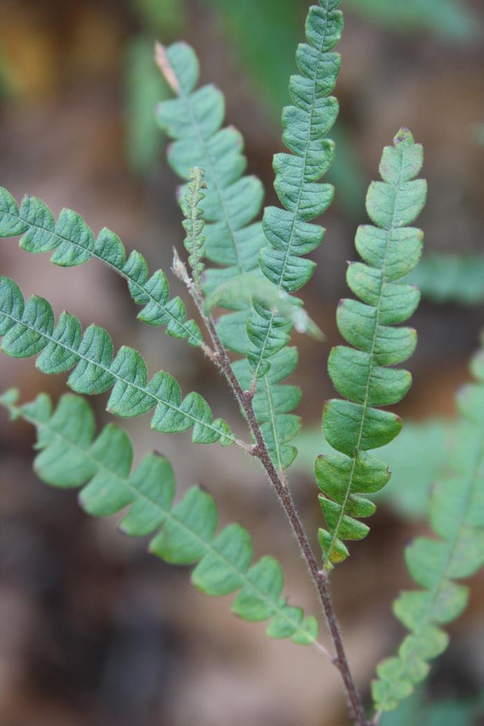 sweet-fern - Comptonia peregrina from Native Plant Trust