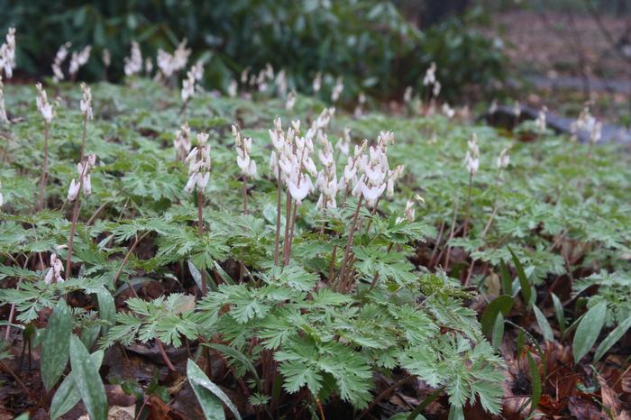 Dutchman's breeches - Dicentra cucullaria from Native Plant Trust