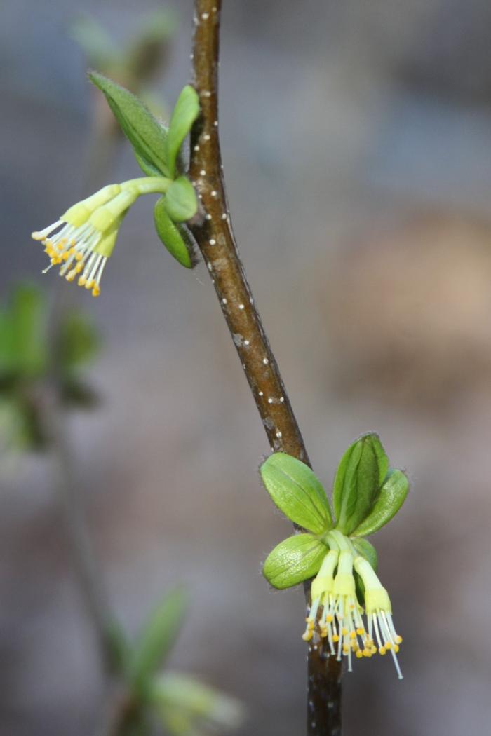 leatherwood - Dirca palustris from Native Plant Trust