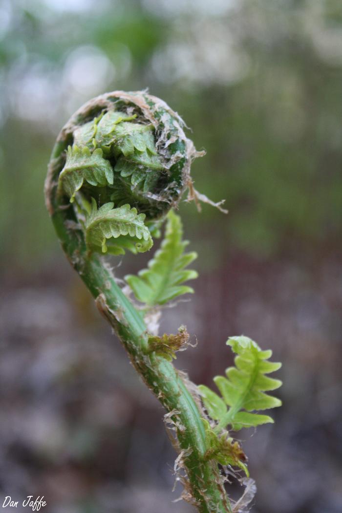male fern - Dryopteris filix-mas from Native Plant Trust