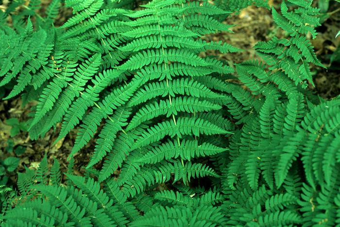 marginal fern - Dryopteris marginalis from Native Plant Trust