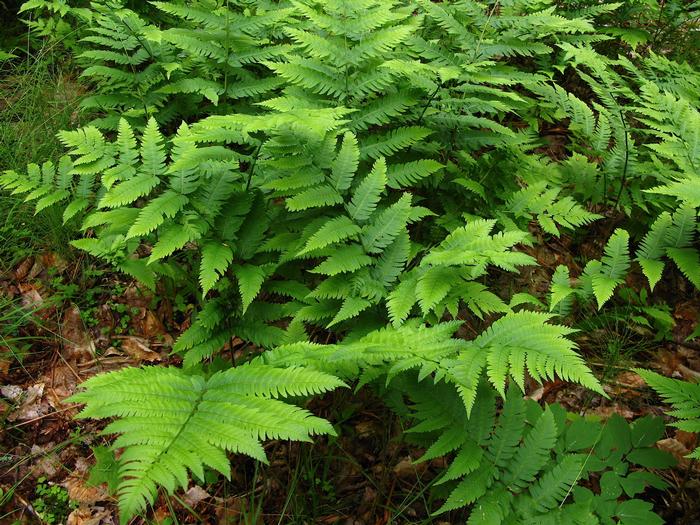 Goldie's fern - Dryopteris goldiana from Native Plant Trust