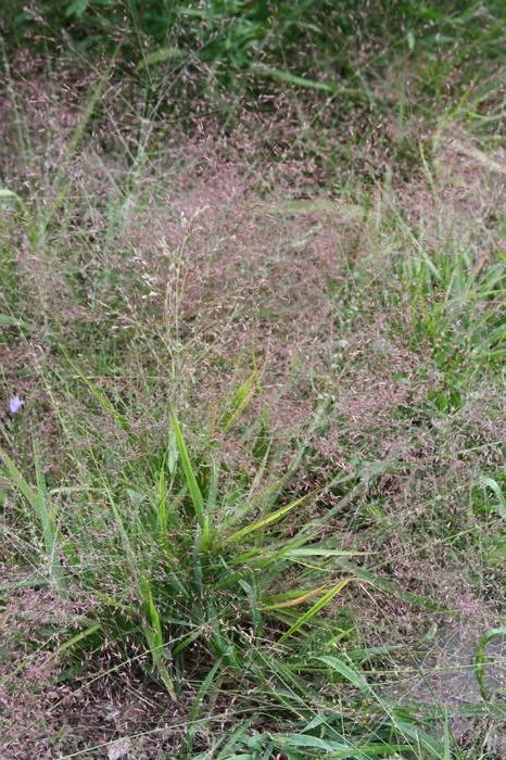 purple lovegrass - Eragrostis spectabilis from Native Plant Trust