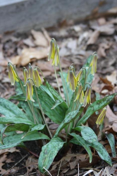 trout lily - Erythronium americanum from Native Plant Trust