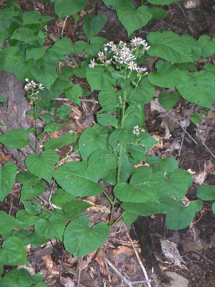 big leaf aster - Eurybia macrophylla from Native Plant Trust