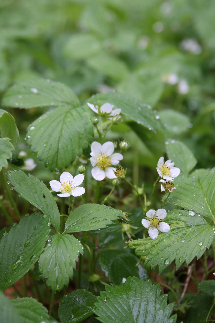 wild strawberry - Fragaria virginiana from Native Plant Trust