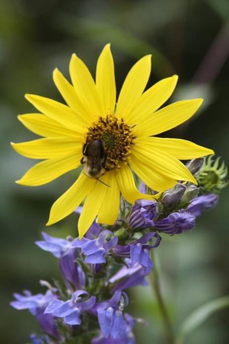 woodland sunflower - Helianthus divaricatus from Native Plant Trust